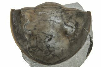 Wide, Enrolled Isotelus Trilobite - Mt Orab, Ohio #225015