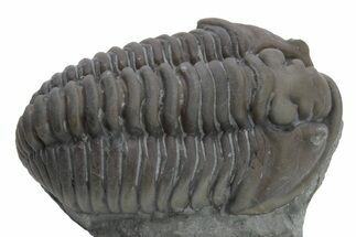 Long Prone Flexicalymene Trilobite - Mt Orab, Ohio #224953