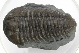 Long Prone Flexicalymene Trilobite - Mt Orab, Ohio #224957