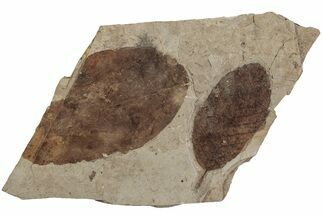 Fossil Leaf (Alnus) Plate - McAbee Fossil Beds, BC #224894