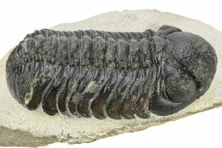 Detailed Austerops Trilobite - Ofaten, Morocco #224928