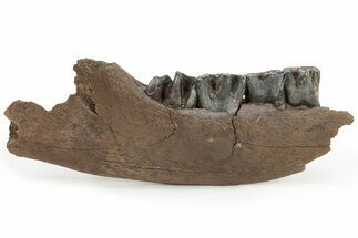 Fossil Woolly Rhino (Coelodonta) Jaw - Siberia #225189