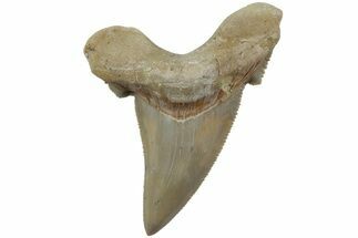 Serrated Sokolovi (Auriculatus) Shark Tooth - Dakhla, Morocco #225212