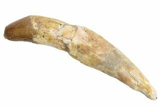 Fossil Primitive Whale (Basilosaur) Tooth - Morocco #225351