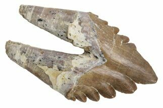Fossil Primitive Whale (Basilosaur) Premolar - Top Quality! #225367