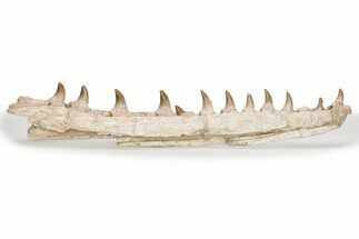 Mosasaur Jaw with Twelve Teeth - Morocco #225341