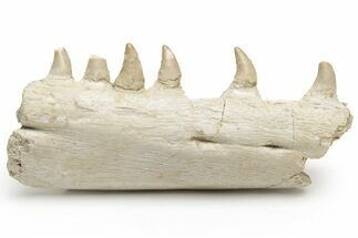 Mosasaur (Halisaurus) Jaw Section with Six Teeth - Morocco #225278