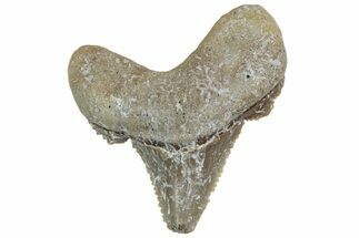 Serrated Sokolovi (Auriculatus) Shark Tooth - Dakhla, Morocco #225239