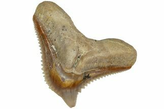 Tiger Shark (Galeocerdo Eaglesomi) Tooth - Dakhla, Morocco #225256