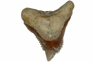 Tiger Shark (Galeocerdo Eaglesomi) Tooth - Dakhla, Morocco #225260