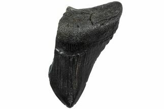 Partial Megalodon Tooth #194066