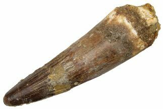 Fossil Spinosaurus Tooth - Real Dinosaur Tooth #225517