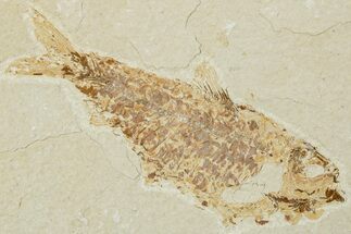 Bargain, Fossil Fish (Knightia) - Green River Formation #224497