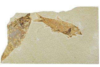 Fossil Fish (Knightia) - Green River Formation #224518