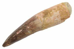 our choice Single Hand-picked Spinosaur Tooth Specimen 