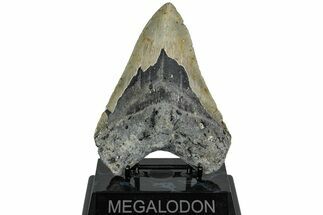 Fossil Megalodon Tooth - North Carolina #221824