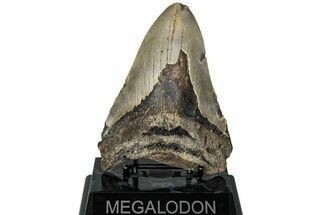Fossil Megalodon Tooth - North Carolina #221829