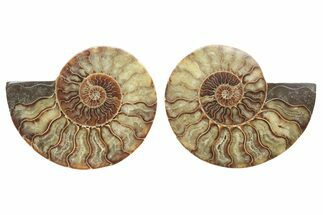 Cut & Polished, Agatized Ammonite Fossil - Madagascar #223201