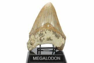 Serrated, Fossil Megalodon Tooth - Indonesia #225761