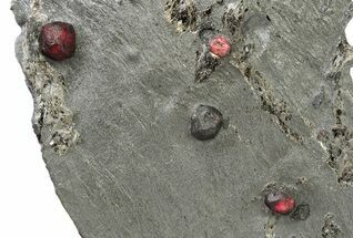 Plate of Four Red Embers Garnets in Graphite - Massachusetts #225932