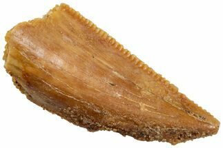 Serrated, Raptor Tooth - Real Dinosaur Tooth #224144