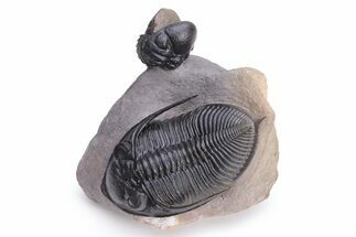 Beautiful Zlichovaspis Trilobite With Enrolled Reedops #226053