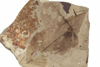 Fossil Leaf (Fagus) Plate - McAbee, BC #226050