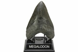 Fossil Megalodon Tooth - Massive River Meg #226640