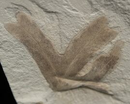 Detailed Climbing Fern Fossil #2316