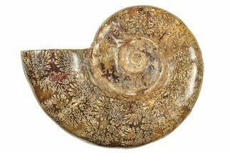 Jurassic Ammonite (Hemilytoceras) Fossil - Madagascar #226734