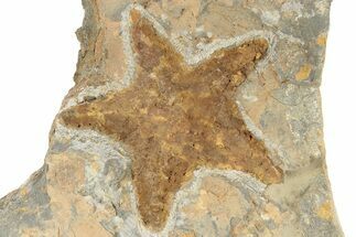 Bargain, Ordovician Starfish (Petraster?) Fossil - Morocco #226689