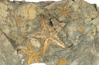 Starfish (Petraster?) Fossil Multiple Plate - Morocco #226740