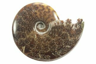Polished Ammonite (Cleoniceras) Fossil - Madagascar #226287