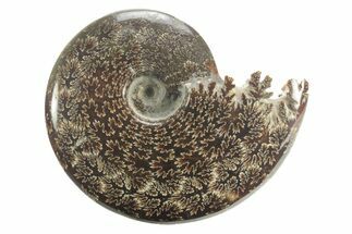 Polished Ammonite (Cleoniceras) Fossil - Madagascar #226289