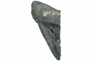 Partial Fossil Megalodon Tooth - South Carolina #226538