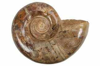 Jurassic Ammonite (Hemilytoceras) Fossil - Madagascar #226717