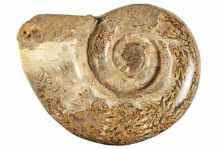 Jurassic Ammonite (Hemilytoceras) Fossil - Madagascar #226709