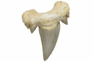 Fossil Shark Tooth (Serratolamna) - Morocco #226907
