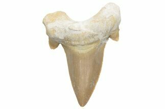 Fossil Shark Tooth (Otodus) - Morocco #226894
