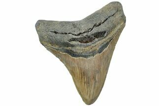 Serrated, Fossil Megalodon Tooth - North Carolina #225828
