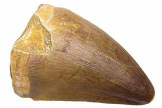 Fossil Mosasaur (Prognathodon) Tooth - Morocco #226361