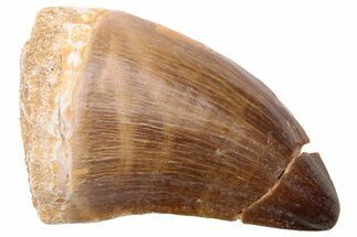 Fossil Mosasaur (Prognathodon) Tooth - Morocco #226357