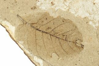 Fossil Leaf (Fagopsis sp) - McAbee, BC #226139