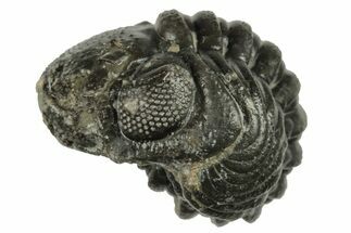 Wide, Enrolled Morocops Trilobite - Morocco #224242