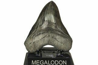 Serrated, Fossil Megalodon Tooth - South Carolina #226455