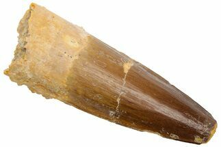Fossil Spinosaurus Tooth - Real Dinosaur Tooth #226380