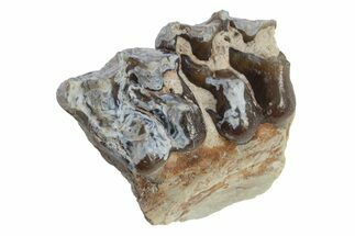 Fossil Horse (Mesohippus) Jaw Section - South Dakota #223417