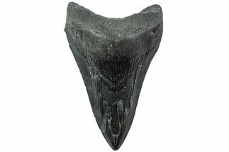 Fossil Megalodon Tooth - South Carolina #207962