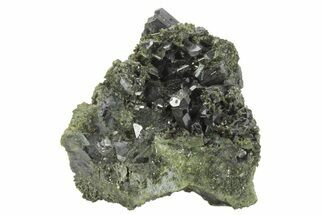 Lustrous Epidote Crystals on Actinolite - Pakistan #213458