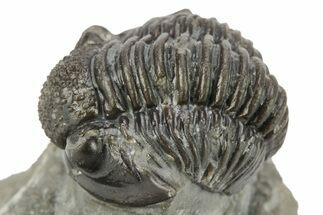 Detailed Gerastos Trilobite Fossil - Morocco #226630